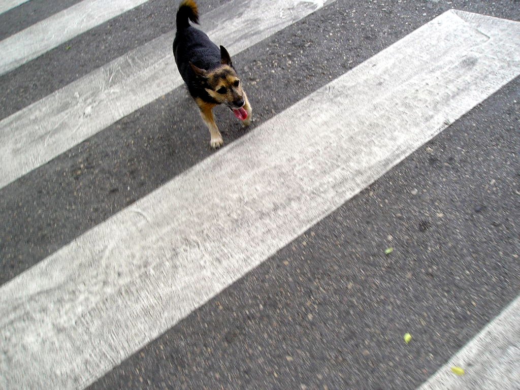 eni crossing zebra crossing towards camera