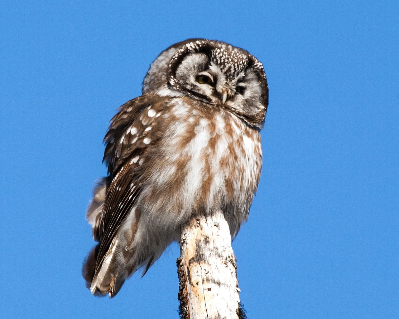 boreal-owl-1160758_1280.jpg