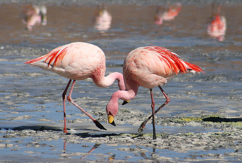 800px-Flamingos_Laguna_Colorada.jpg