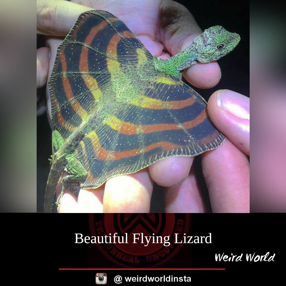 flying lizard.jpg