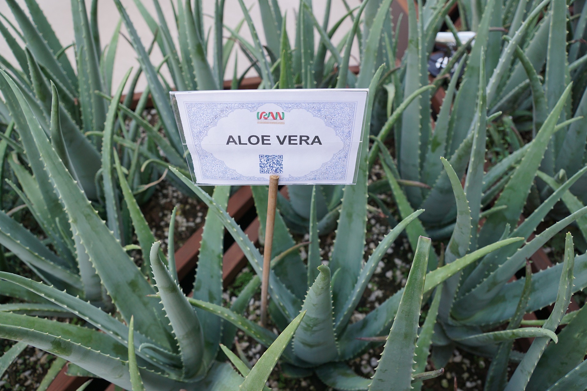 Aloe.jpg