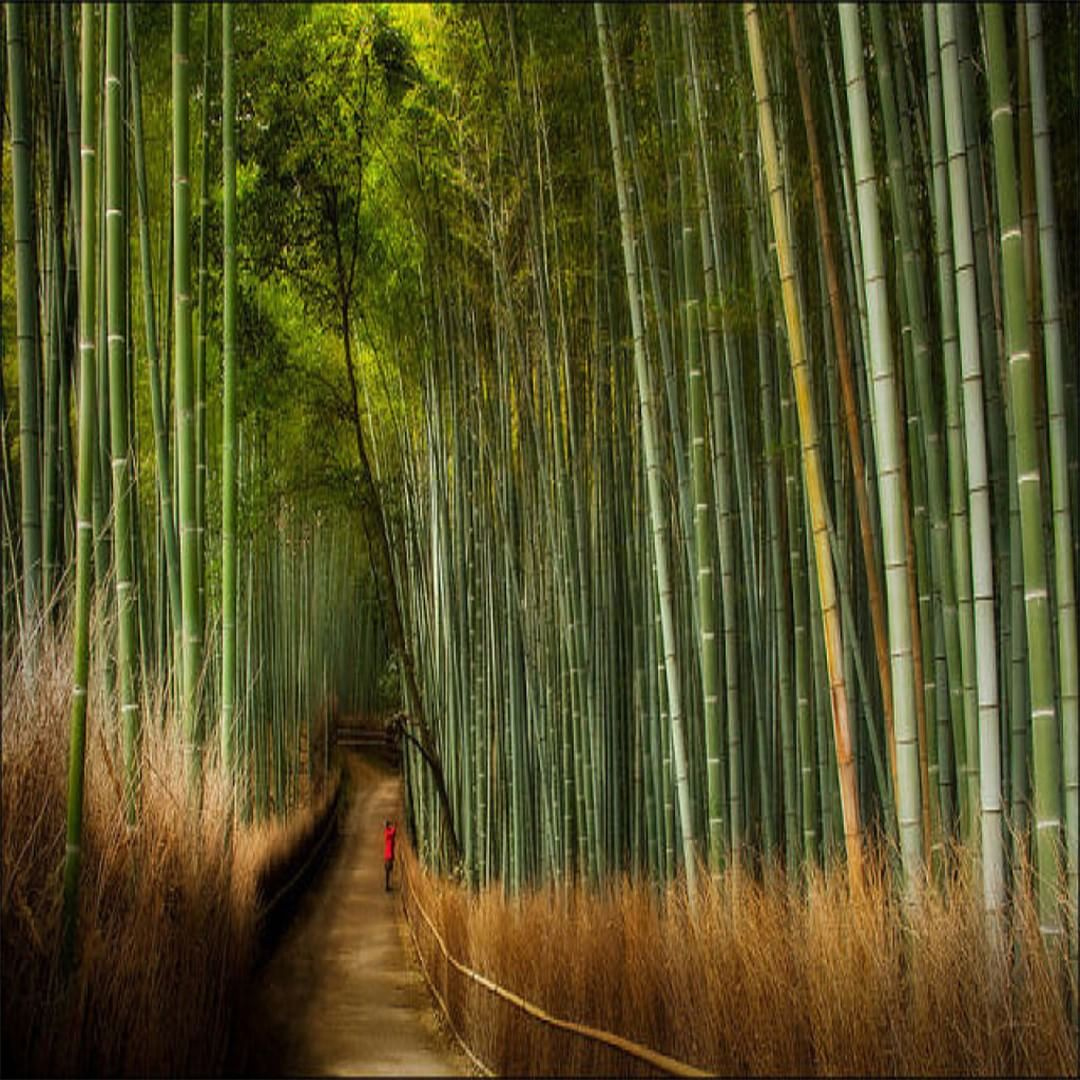 arashiyama-9.jpg