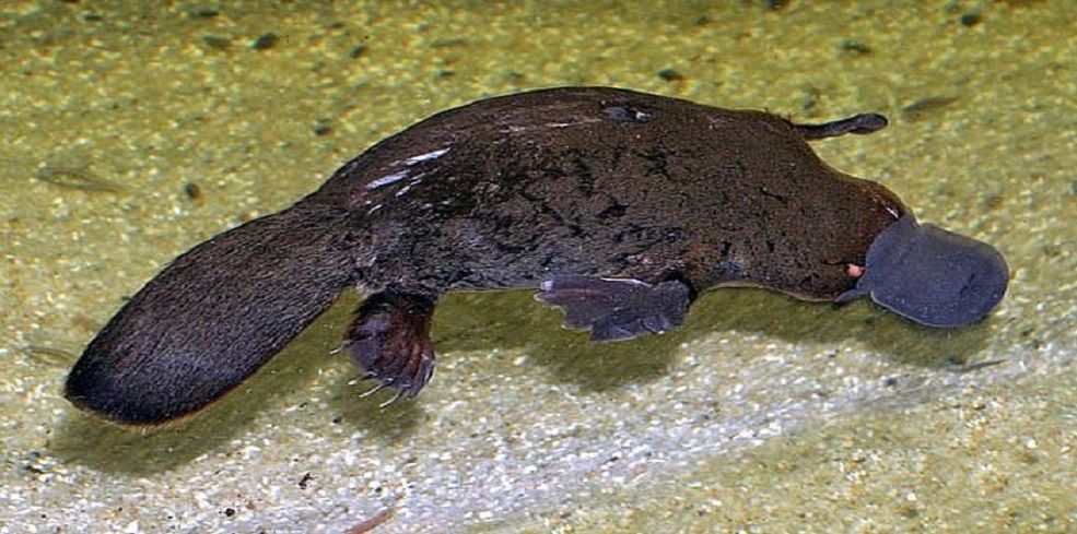 platypus 3333.jpg