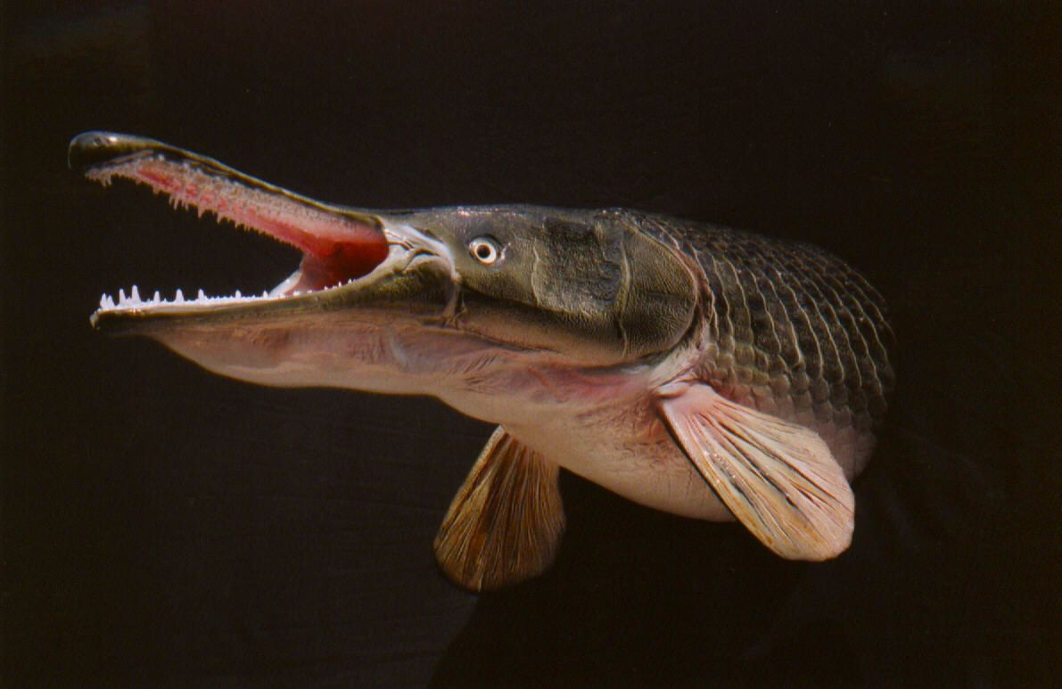 ALLIGATOR GAR2.jpg