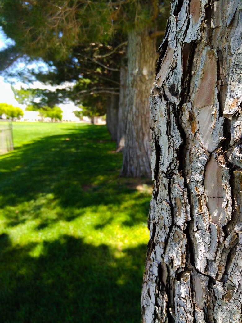 Tree1.jpg