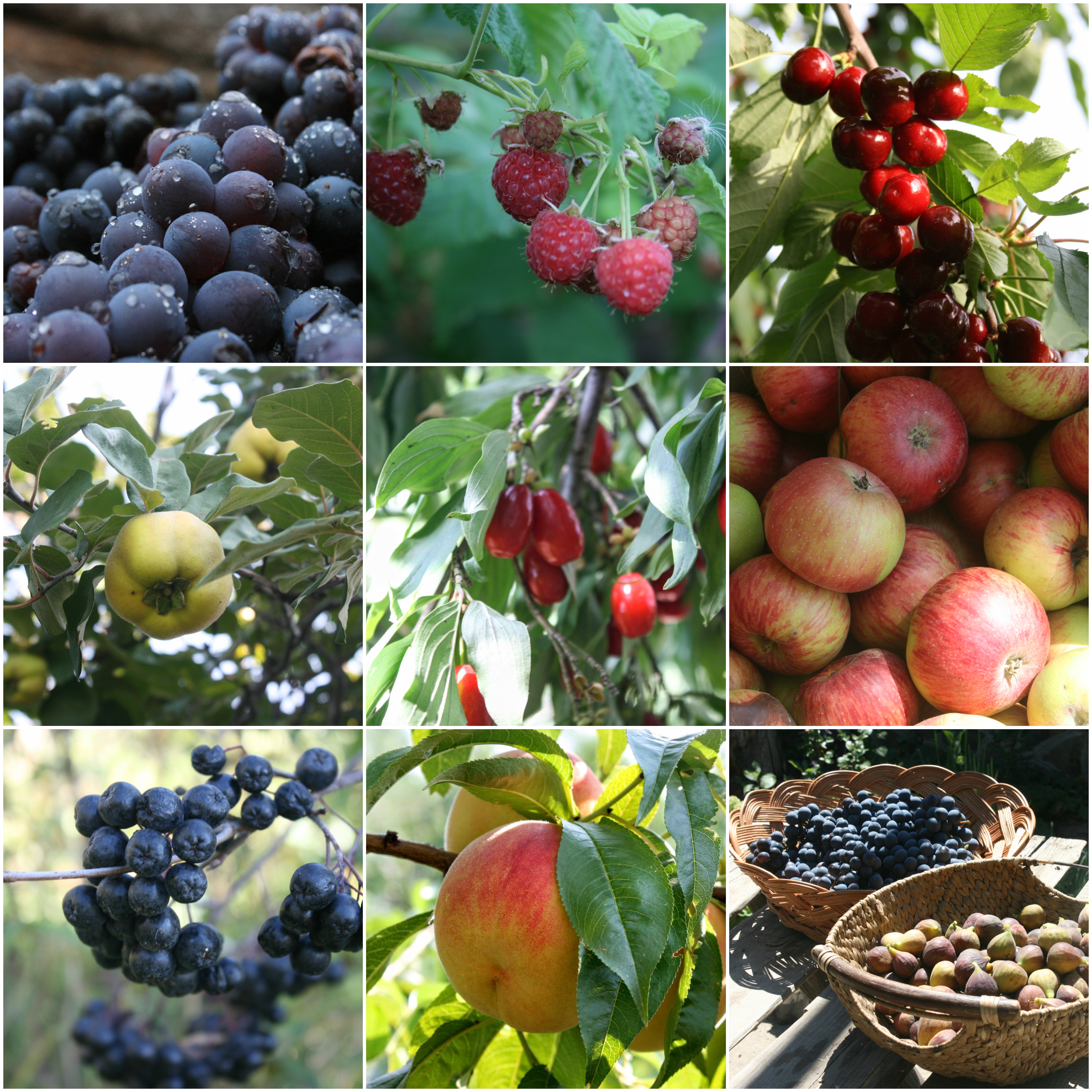 Fruit Collage.jpg