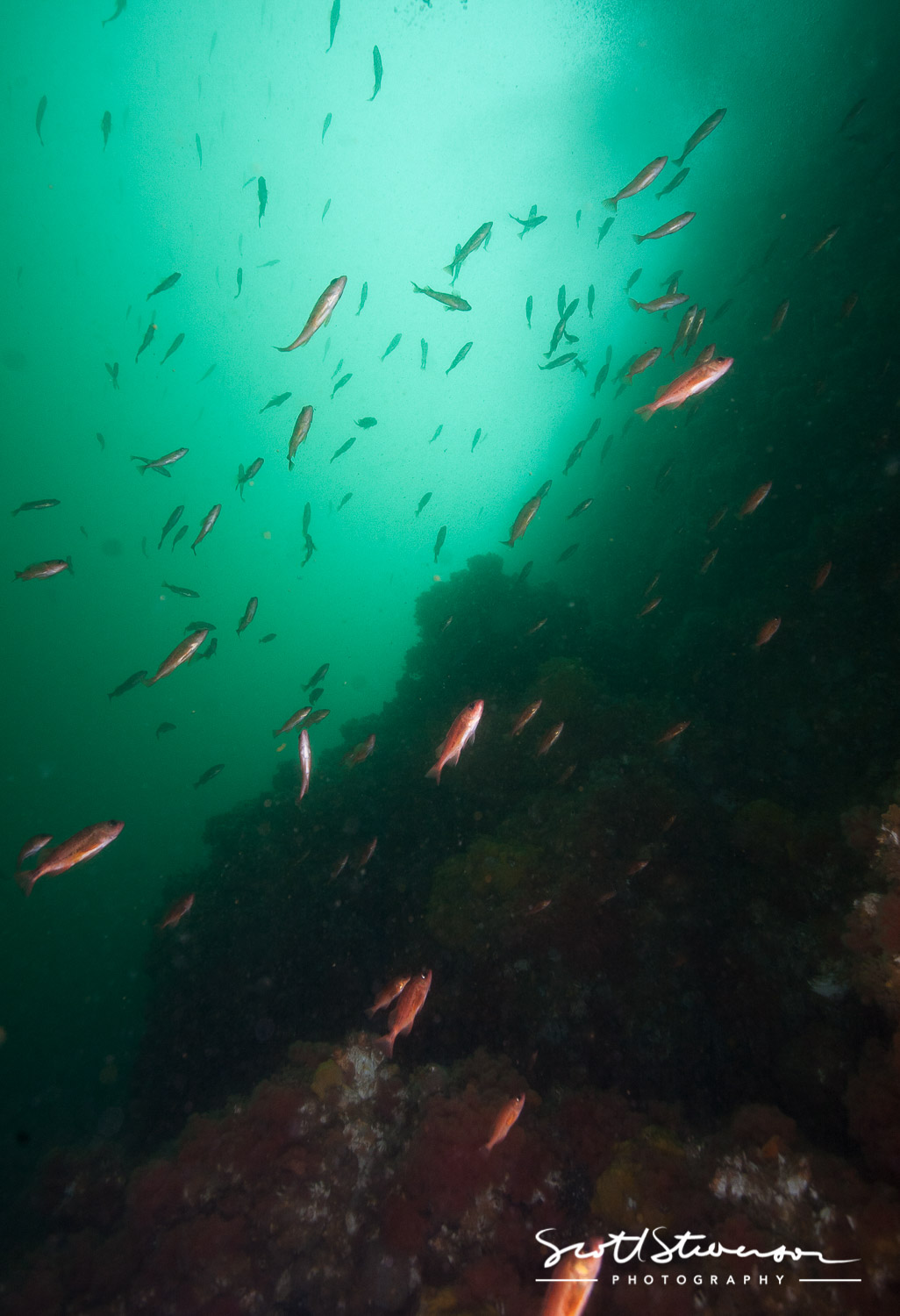 Puget Sound Rockfish-5.jpg