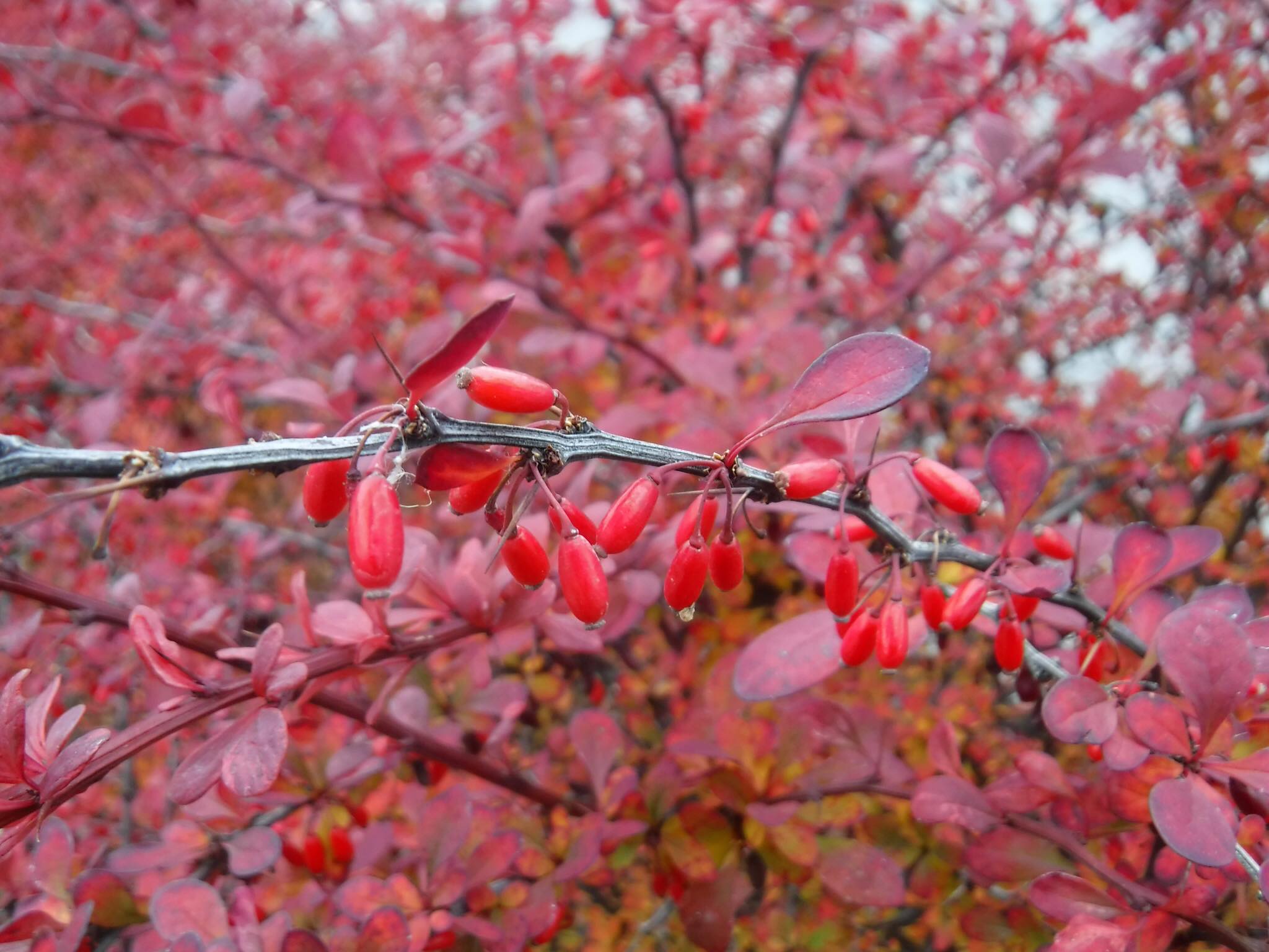 barberry.jpg