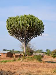 Euphorbia tree 2.jpg
