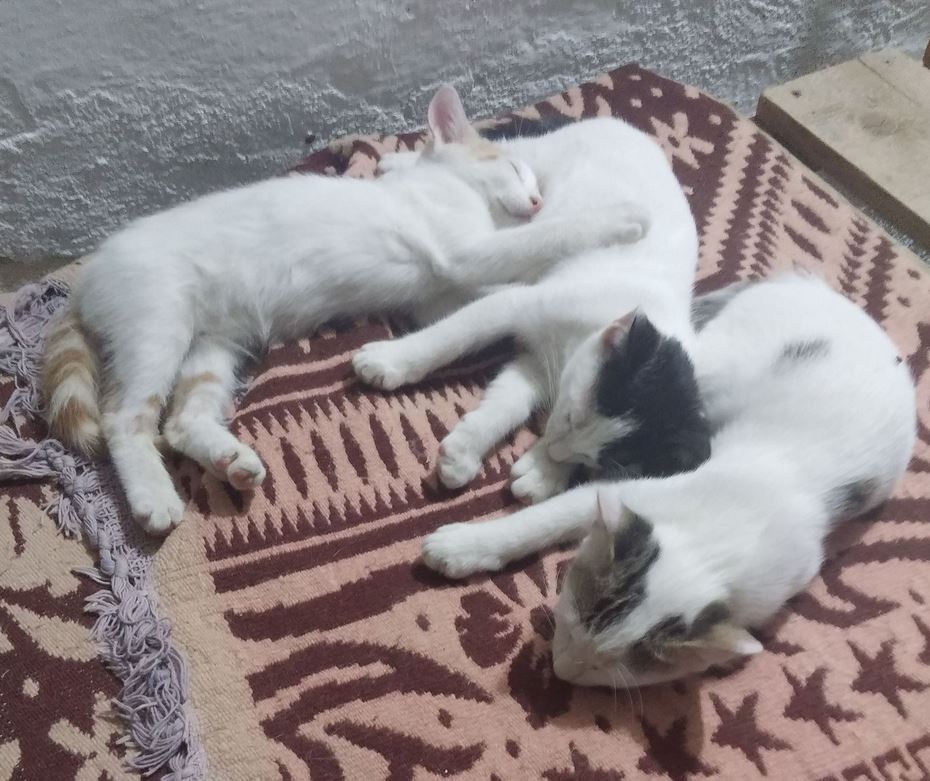 cats.JPG