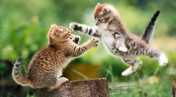 are-my-cats-playing-or-fighting-n3os3r.com_.jpg