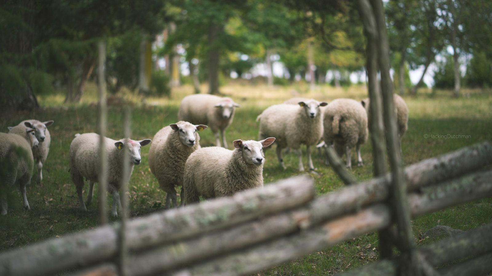 forest_sheep_by_hackingdutchman-dbll2jf.jpg