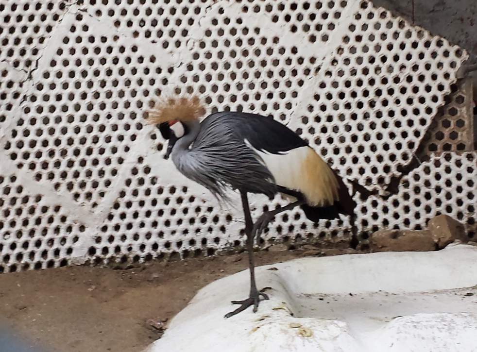 african grey crowned crane.jpg