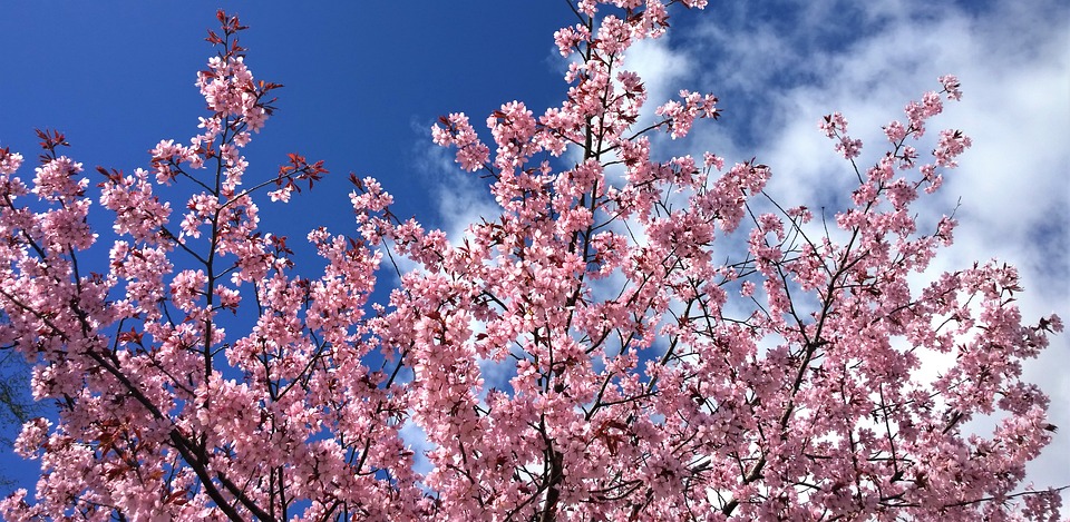 cherry-blossom-2997668_960_720.jpg