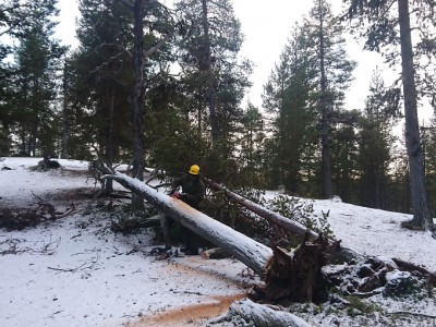 Forestry after a tornado.jpg