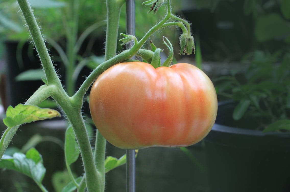 tomato-food-nutrition-plant-161554.jpeg