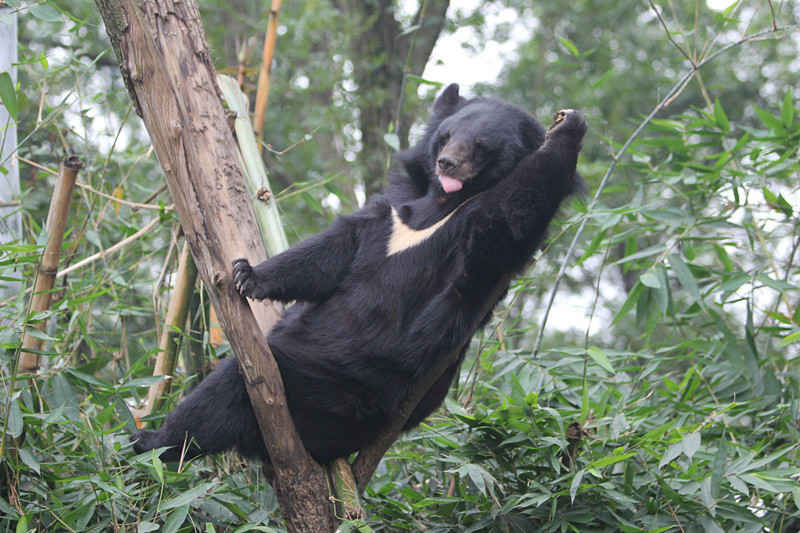 bear-on-tree.jpg