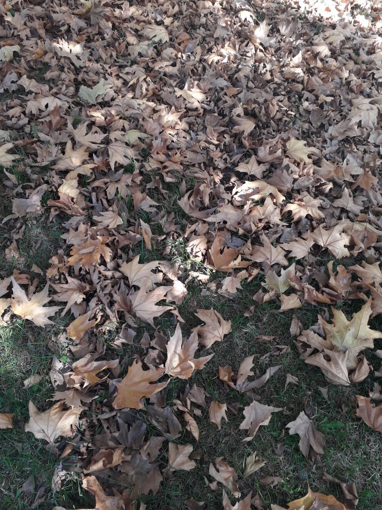IMG-20171105-WA0021.jpg
