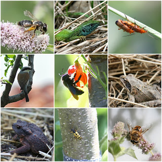 Garden Biodiversity .jpg