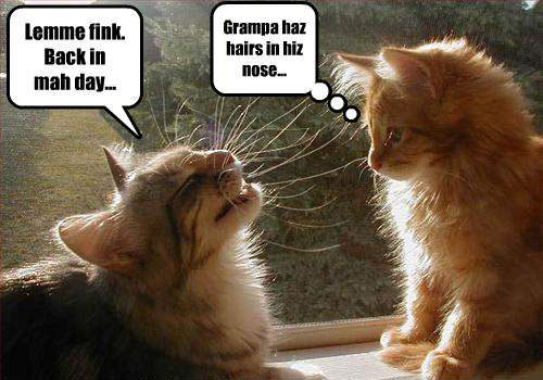 funny-animal-wallpaper-cats-talk.jpg