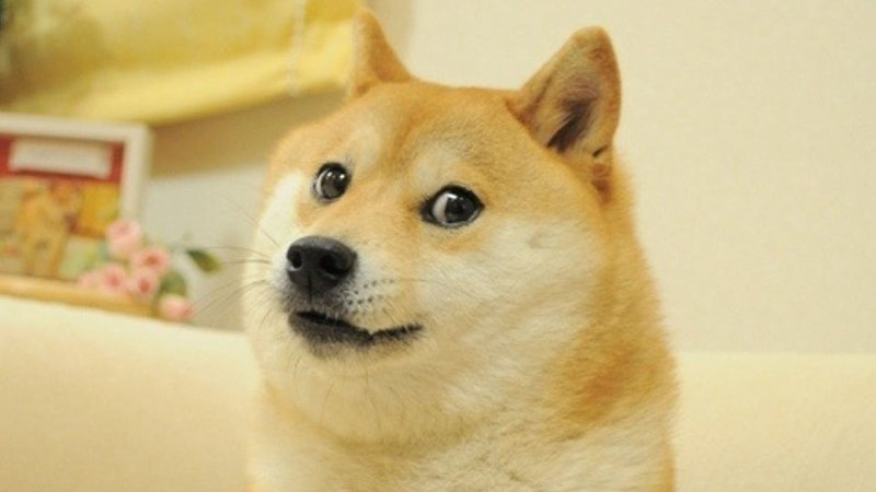 doge.jpg