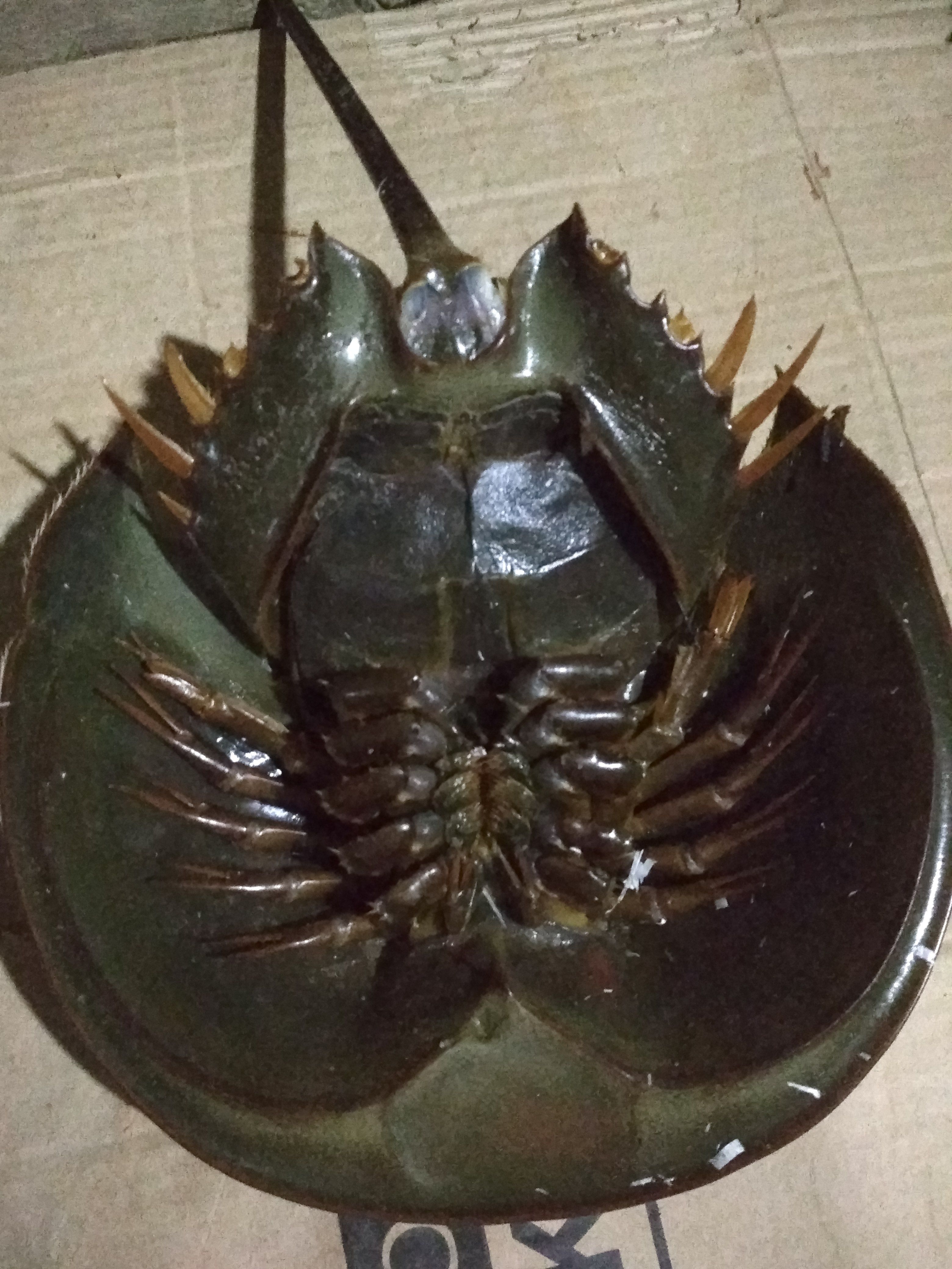 Revealing The Secret Of Horseshoe Crab Steemit