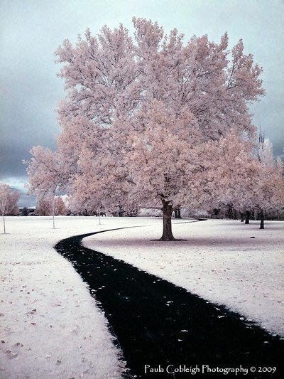 infrared-tree.jpg