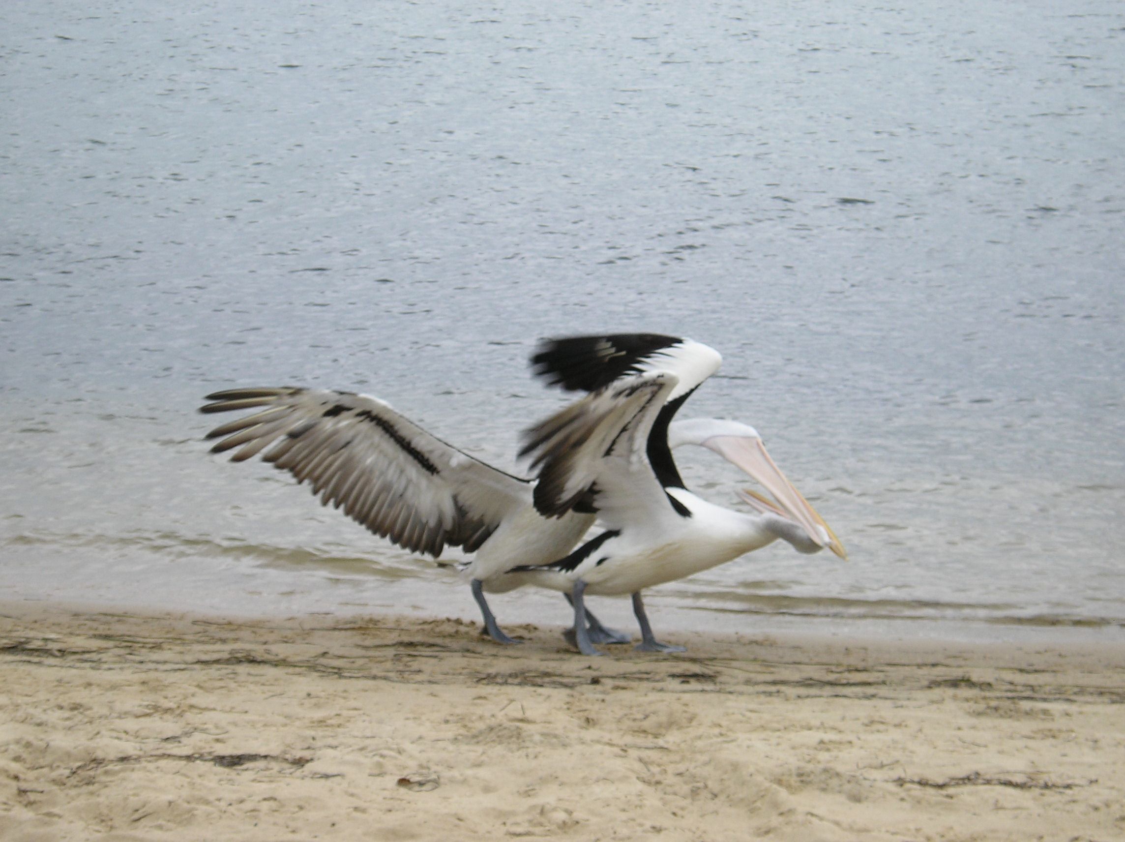 COFFS HARBOUR 079.jpg