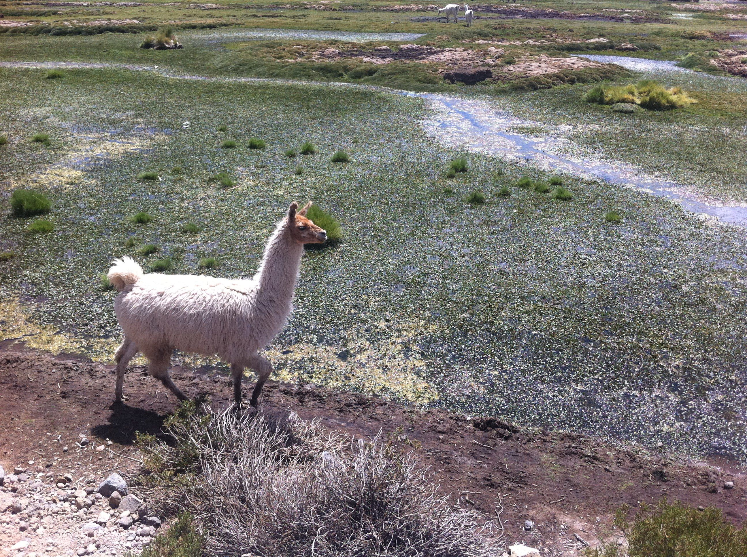 Chile - San Pedro - Lagunas Altiplânicas 11.jpg