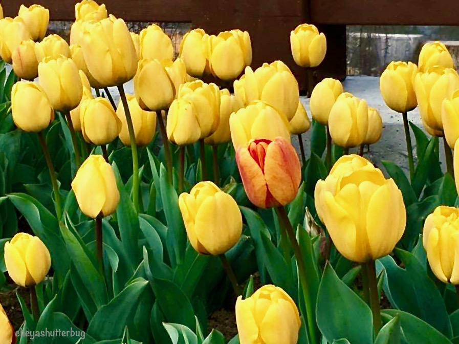 Tulips.jpg