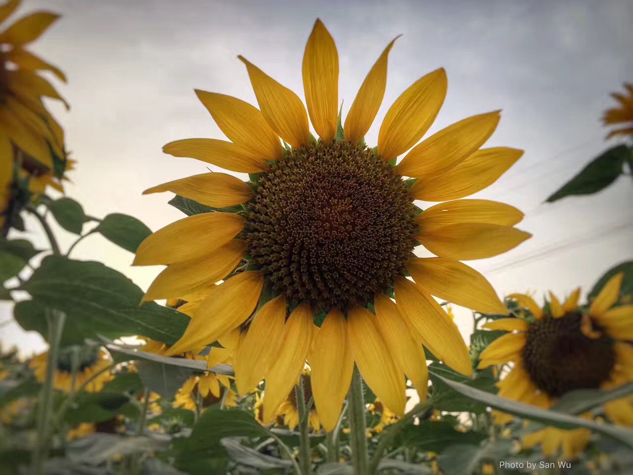 sunflower1.jpg
