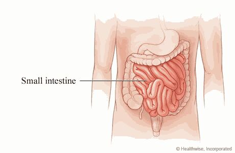 Small intestine.jpg