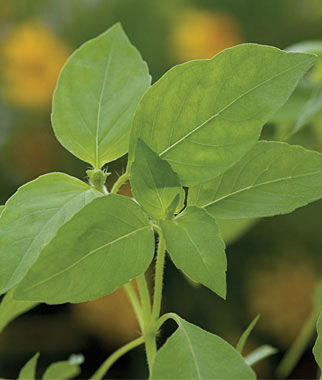 herbs lemon basil burpee.jpg