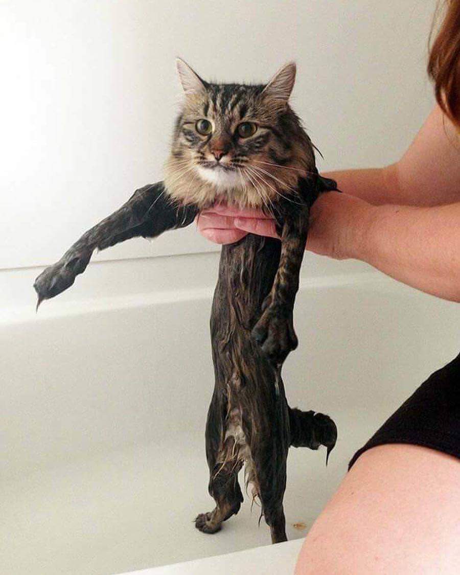 wetcat.jpg