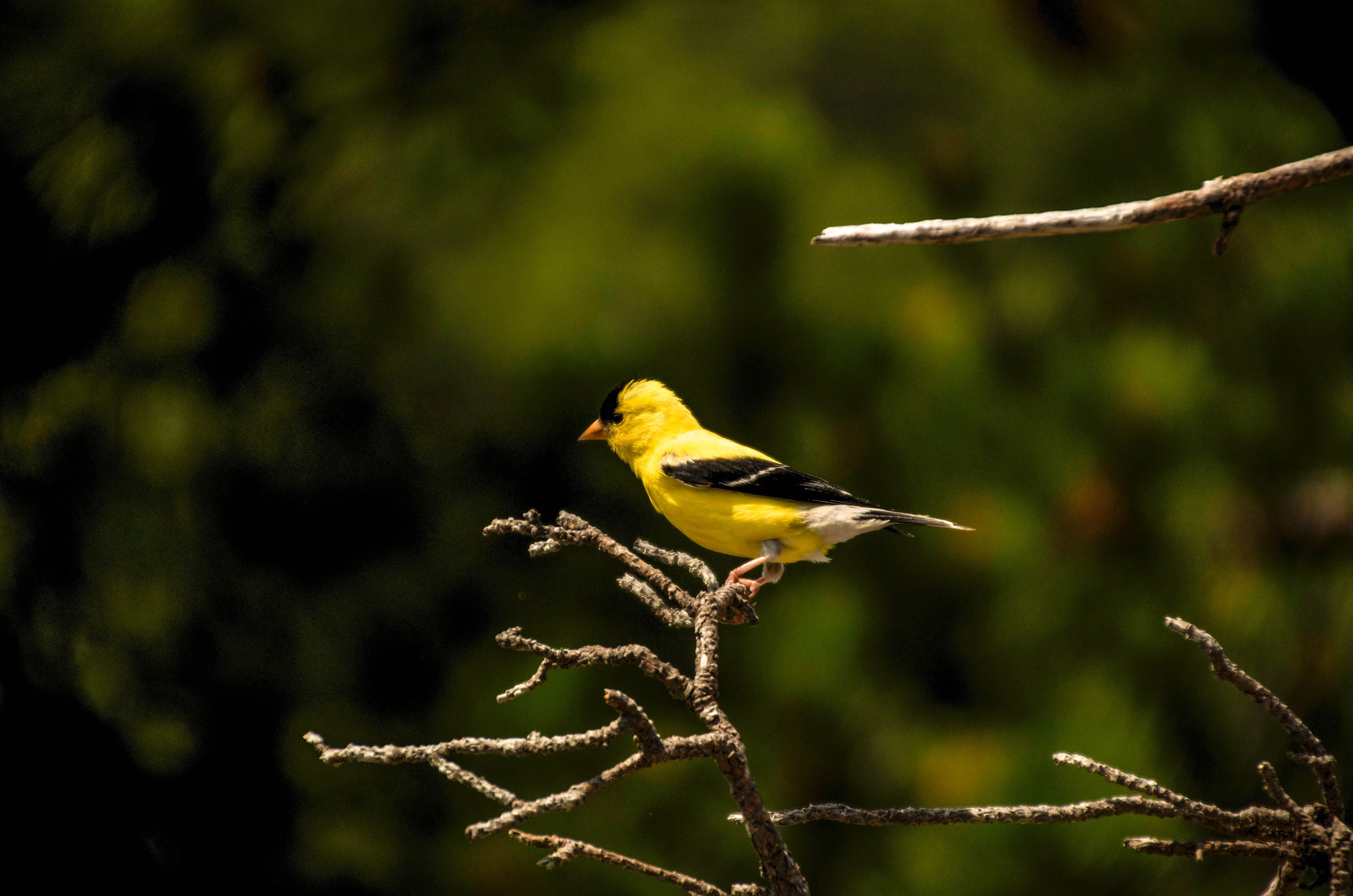 1 American Goldfinch.jpg