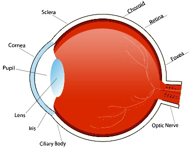 eye-anatomy.jpg