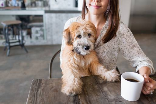 should dogs be allowed in cafes