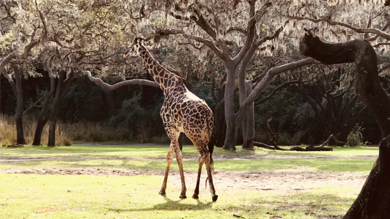 Animal Kingdom Thumb.png