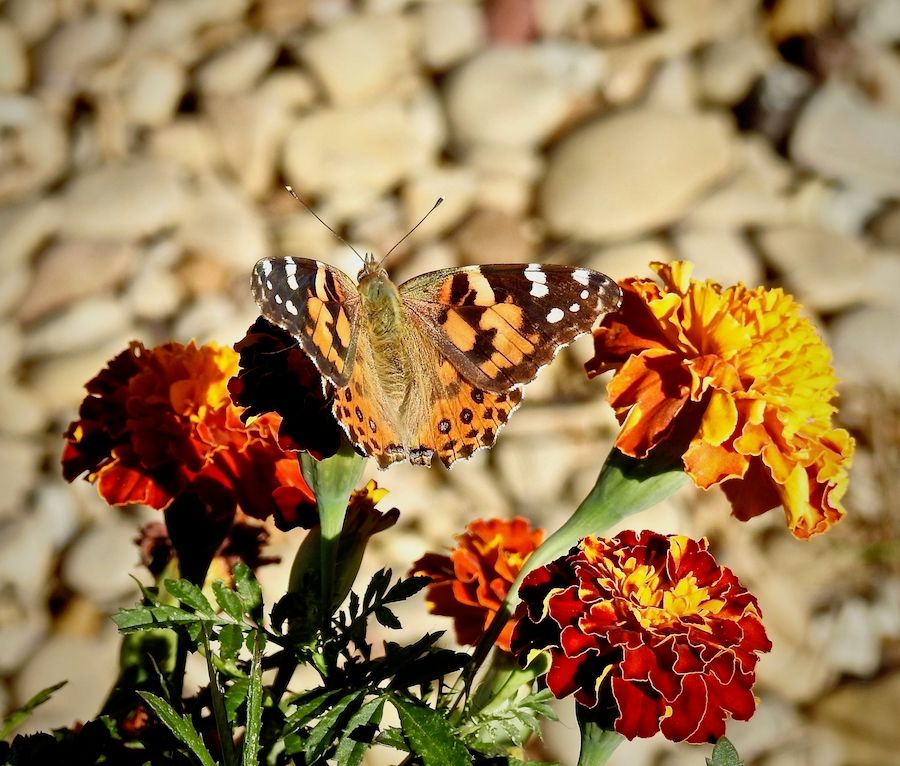 Micro Marigold.jpg