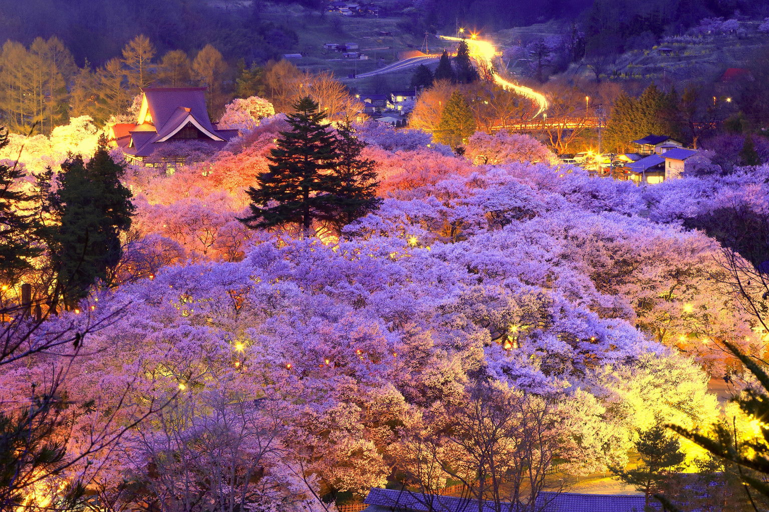 my favorite pic of japanese beautiful blossoms.jpg