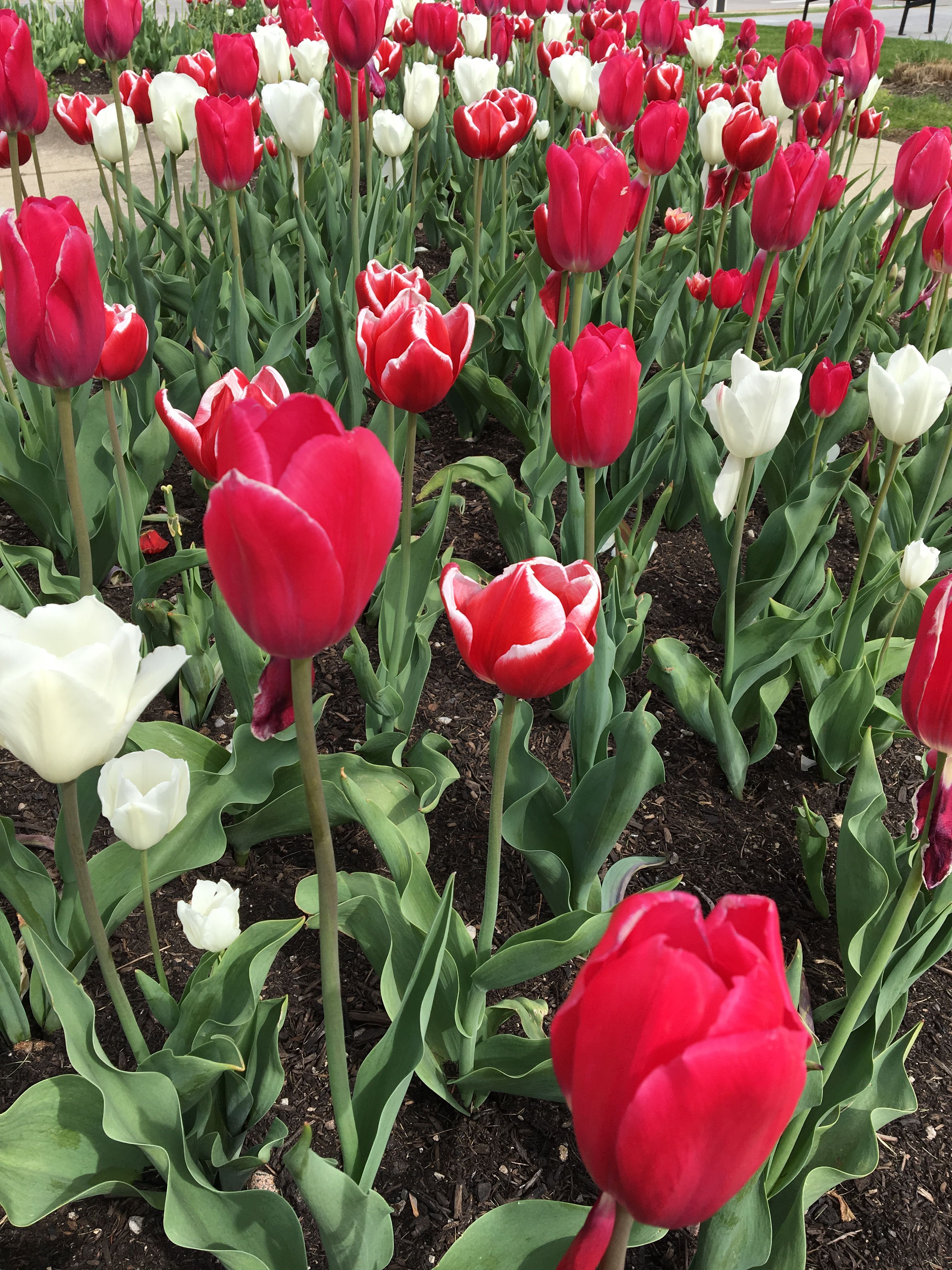 Beautiful Chicago Tulips — Steemit