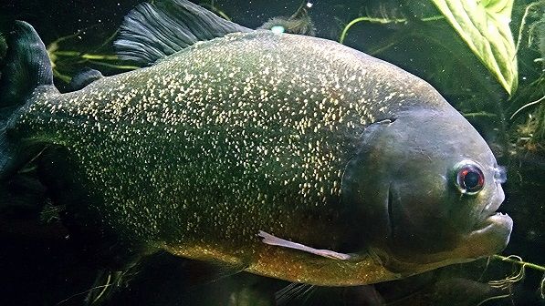 fish-piranha-aquarium-84284.jpeg