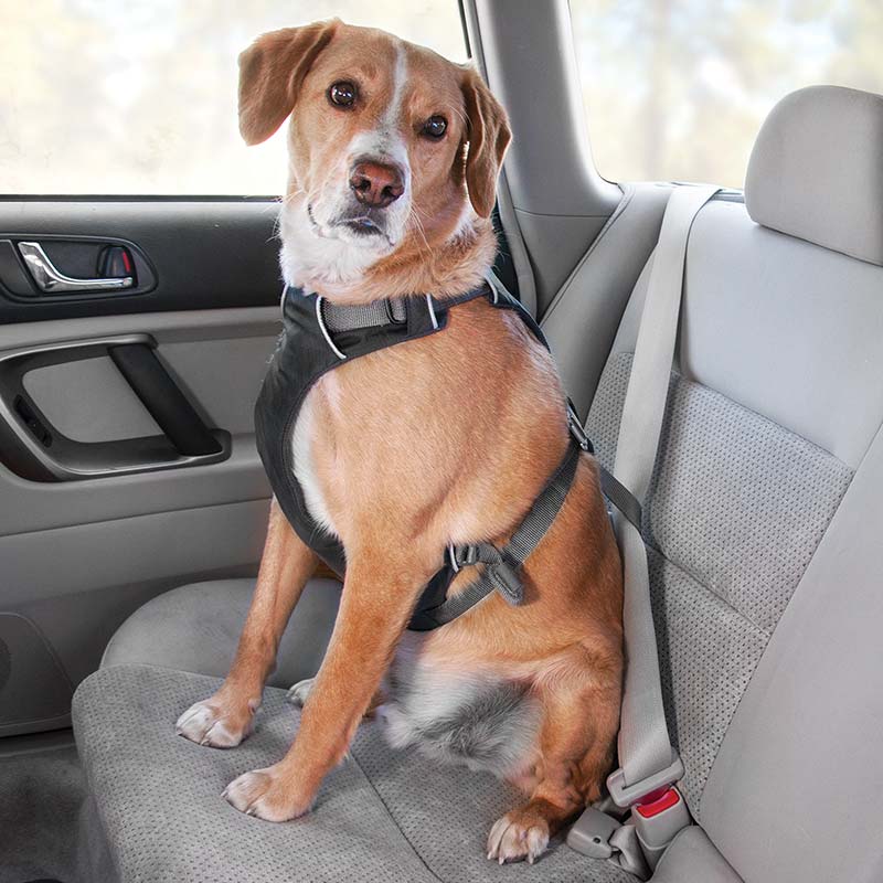 ruffwear-load-up-car-harness-action.jpg