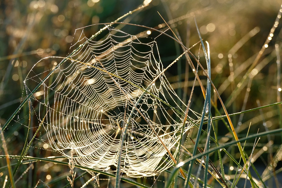 spider-web-1599470_960_720.jpg