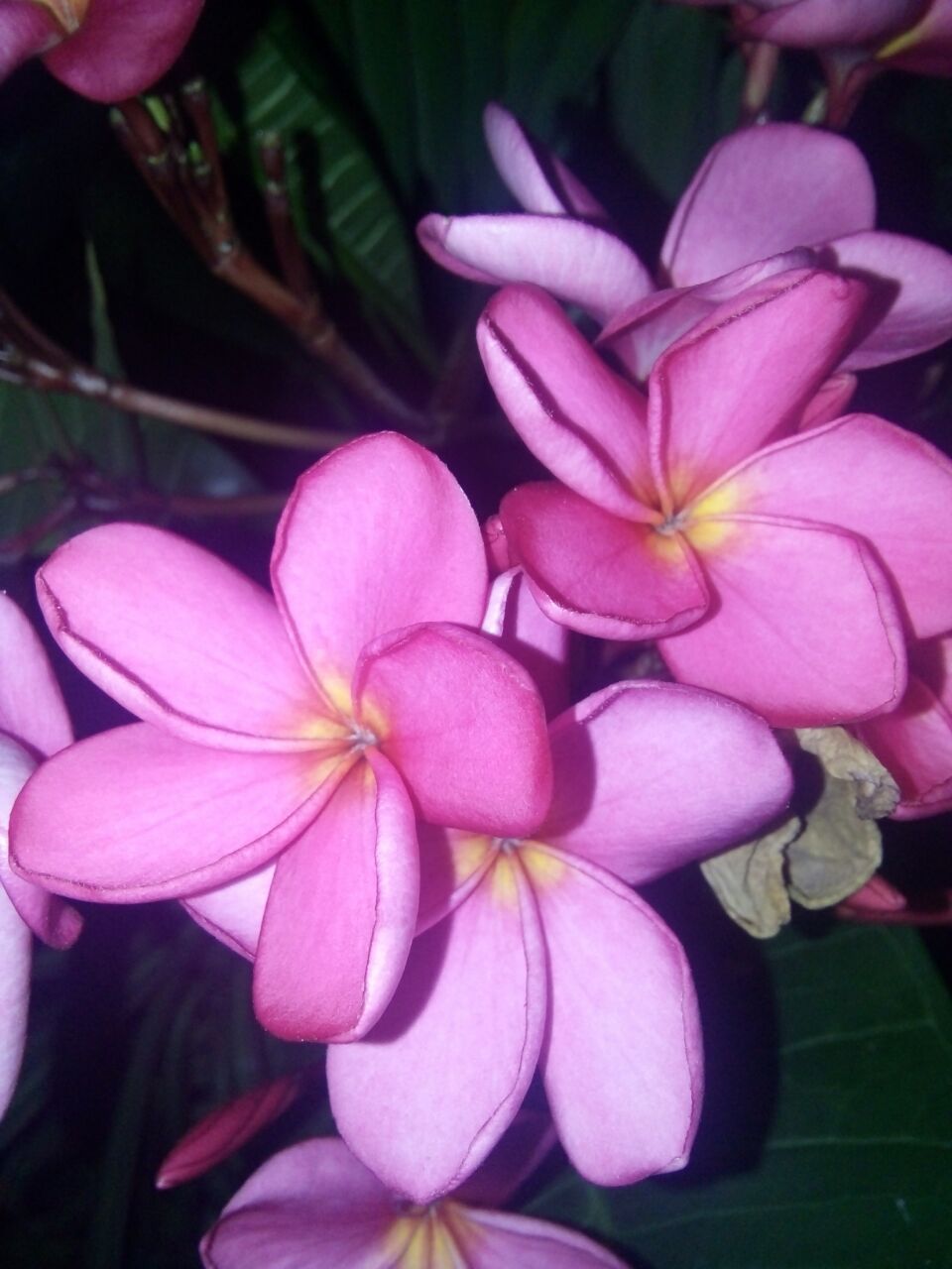 Colorchallenge Pink Jasmine Flower Colorchallenge Bunga Melati Pink 2 Language Steemit