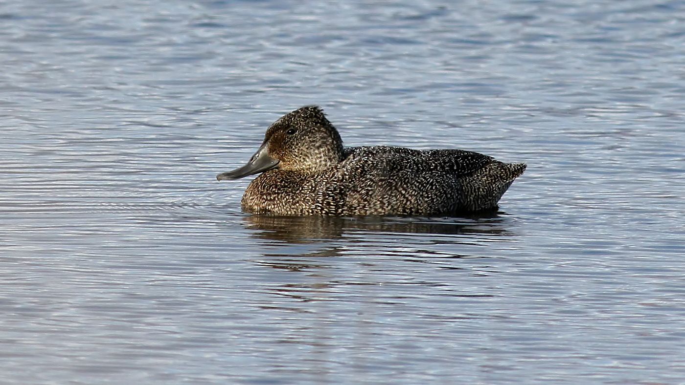 Freckled Duck Goulds Lagoon Hobart Tas n3 2017-09-07.jpg