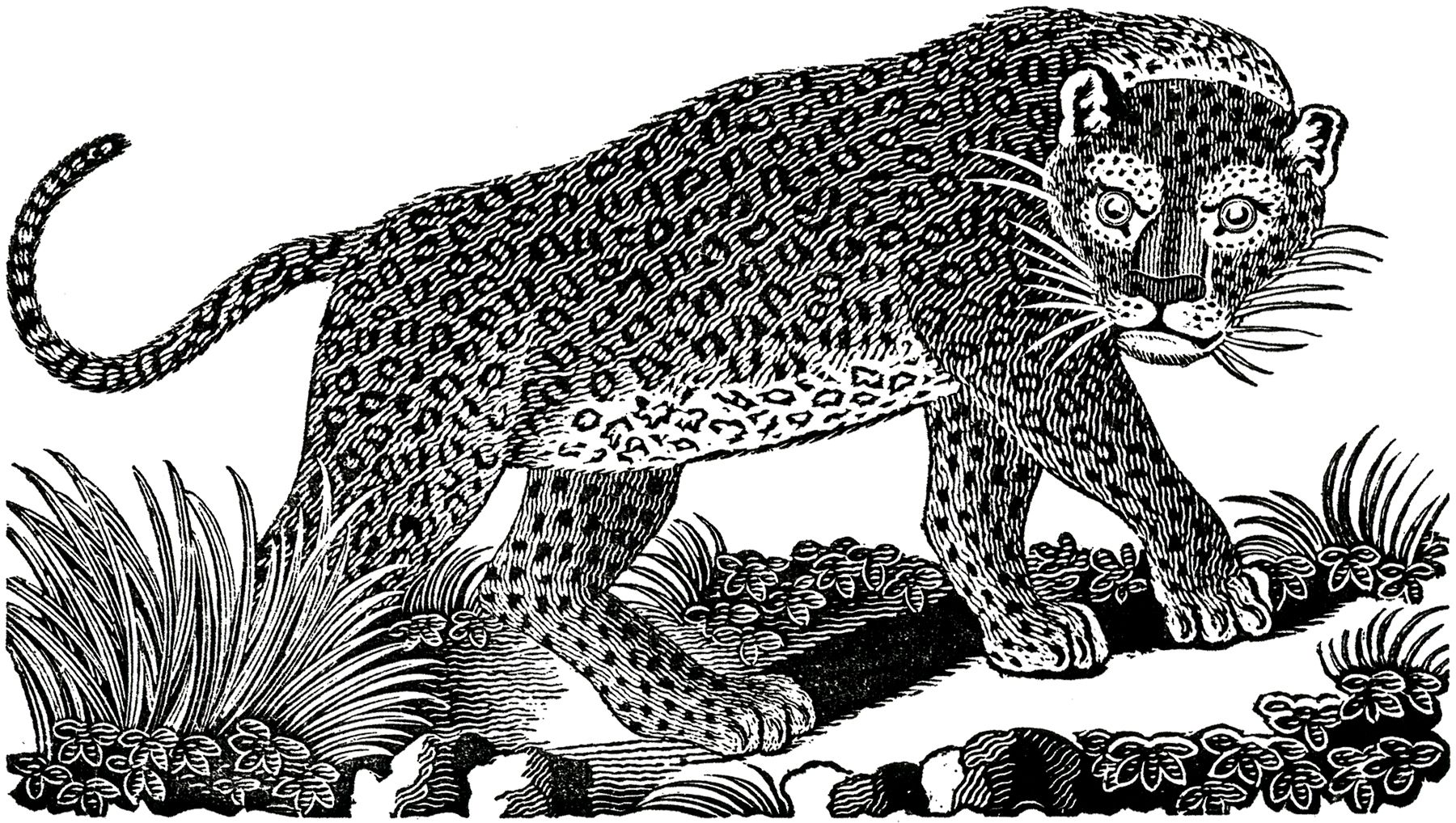 Public-Domain-Leopard-Image-GraphicsFairy.jpg