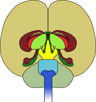 cerebellum-40355__340.png