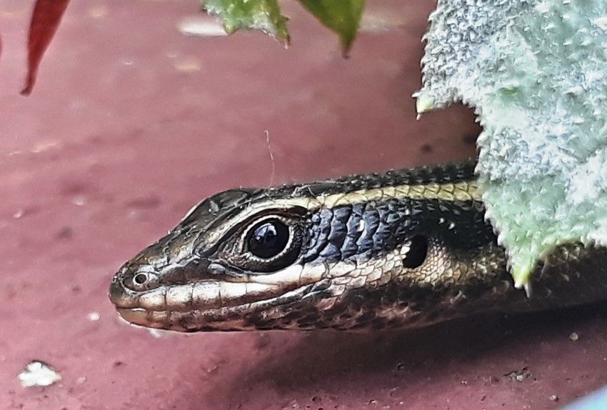 skink head.jpg