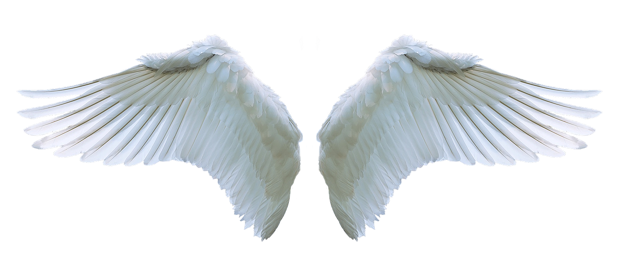 wing.png